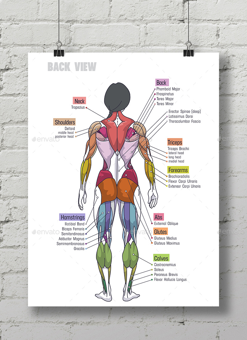 Women Muscle Anatomy Сhart by Maxim_Andreev | GraphicRiver